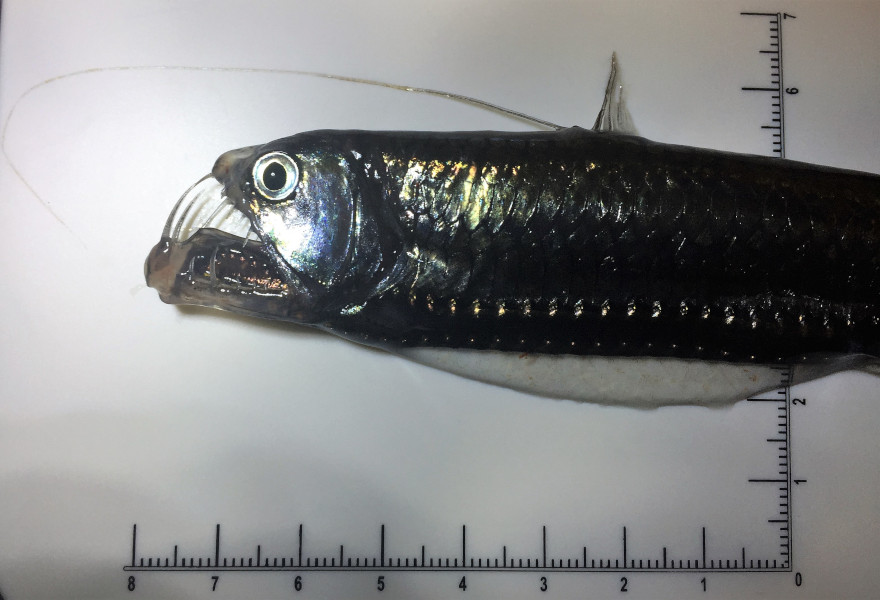 Viperfish